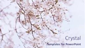  Presentation with springtime - 