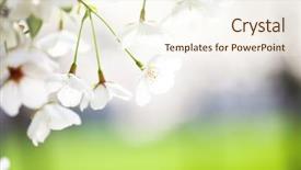  Presentation with bloom - Colorful PPT layouts enhanced with white flowers - cherry bloom in spring backdrop and a cream colored foreground