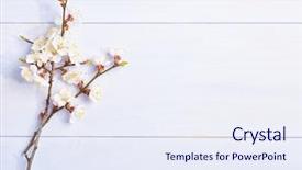  Presentation with apricot - Amazing presentation design having white flowers - light lilac wooden background backdrop and a sky blue colored foreground