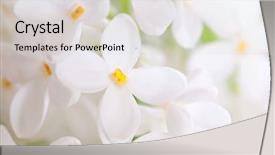 Presentation with lilac bush wood - Presentation theme having white flowers - lilac background and a soft green colored foreground