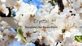  Presentation with white snow - Presentation theme enhanced with white-flowers-attract-bees-snow background and a  colored foreground