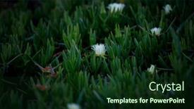  Presentation with succulent - PPT theme featuring white-flowers-carpobrotus-with-succulent background and a forest green colored foreground