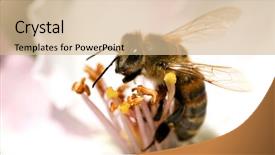  Presentation with pollen - Beautiful slide deck featuring white flowers collecting pollen backdrop and a soft green colored foreground