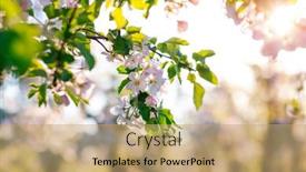  Presentation with agrarian - PPT theme enhanced with white-flowers-of-a-blooming background and a coral colored foreground