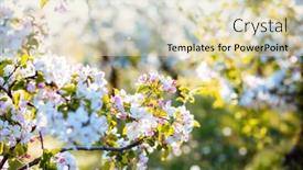  Presentation with agrarian - Theme with white-flowers-of-a-blooming background and a soft green colored foreground