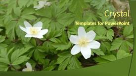  Presentation with oak forest - Presentation theme featuring white-flowers-of-a-forest background and a tawny brown colored foreground