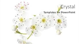  Presentation with white flowers - Colorful slide deck enhanced with white-flowers-of-hawthorn backdrop and a white colored foreground