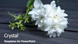  Presentation with jasmine - Cool new slide deck with white flowers of jasmine backdrop and a dark gray colored foreground