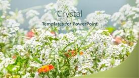  Presentation with white flowers - Audience pleasing PPT theme consisting of white-flowers-of-lobularia-maritima backdrop and a lemonade colored foreground