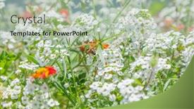  Presentation with white flowers - Amazing presentation theme having white-flowers-of-lobularia-maritima backdrop and a mint green colored foreground