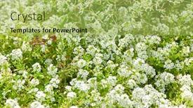  Presentation with white flowers - Beautiful theme featuring white-flowers-of-lobularia-maritima backdrop and a yellow colored foreground