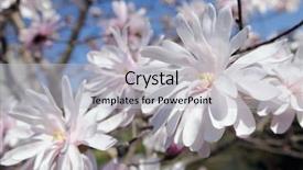  Presentation with magnolia - Cool new slides with white flowers of star magnolia in early spring backdrop and a light gray colored foreground