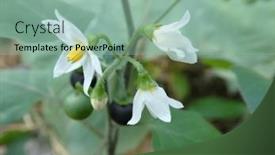  Presentation with white flowers - Presentation theme featuring white-flowers-of-wild-black background and a mint green colored foreground