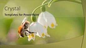  Presentation with summer flowers - Slide deck consisting of white-flowers-on-summer-forest background and a yellow colored foreground