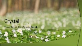  Presentation with white flowers of jasmine - Theme enhanced with white flowers on summer forest background and a  colored foreground