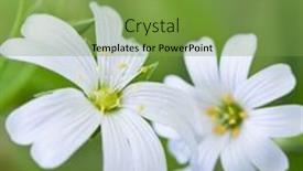  Presentation with white flowers - PPT theme with white-flowers-stellaria-media background and a seafoam green colored foreground