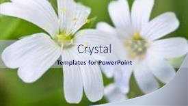  Presentation with white flowers - Colorful PPT theme enhanced with white-flowers-stellaria-media backdrop and a sky blue colored foreground