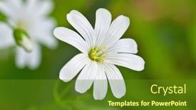  Presentation with white flowers - Beautiful PPT theme featuring white-flowers-stellaria-media backdrop and a tawny brown colored foreground
