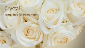  Presentation with wedding white - Presentation enhanced with white flowers white rose background and a soft green colored foreground