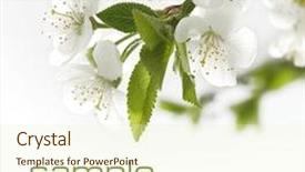  Presentation with white flowers - PPT theme featuring white flowers background and a soft green colored foreground
