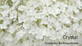  Presentation with white easter lily flowers - Audience pleasing presentation consisting of animal footprints - footprint of dog on the backdrop and a light gray colored foreground