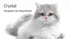  Presentation with persian - PPT theme featuring white fluffy classic persian cat background and a white colored foreground