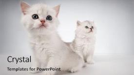  Presentation with cats - Cool new slides with white fluffy classic persian cats backdrop and a light gray colored foreground