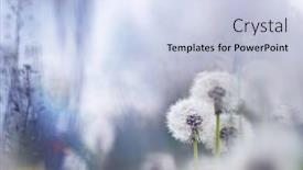  Presentation with magic - PPT theme with white-fluffy-dandelions-magic-natural background and a sky blue colored foreground