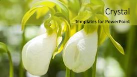  Presentation with slipper - PPT theme enhanced with white form of the more common wild pink lady slipper cypripedium acaule growing in the forest in rural prince edward island canada background and a yellow colored foreground