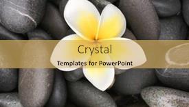  Presentation with frangipani flowers - Amazing theme having white frangipani flowers on wet pebbles backdrop and a yellow colored foreground