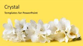  Presentation with abstract yellow gold and white - PPT layouts featuring white freesias over vibrant yellow background and a  colored foreground