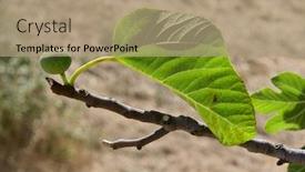  Presentation with fruit fig - Presentation with white-fruit-and-a-leaf background and a coral colored foreground