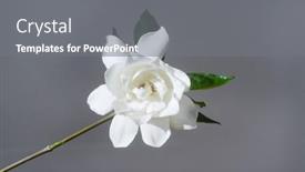  Presentation with green leaf - Theme enhanced with white-gardenia-and-green-leaf background and a gray colored foreground