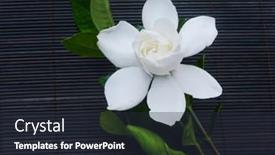  Presentation with green leaf - Cool new theme with white-gardenia-and-green-leaf backdrop and a wine colored foreground