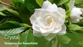  Presentation with jasmine flower - Presentation theme having white-gardenia-flower-blooming-cape background and a tawny brown colored foreground