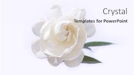  Presentation with white lotus flower - Beautiful slides featuring white-gardenia-flower-close-up backdrop and a sky blue colored foreground