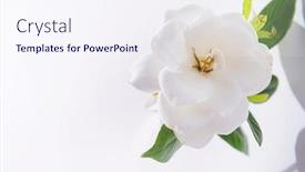  Presentation with white flowers - Colorful PPT layouts enhanced with white-gardenia-flowers-isolated backdrop and a sky blue colored foreground