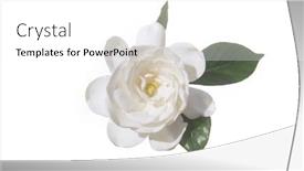  Presentation with drugs medical cannabis leaf - Beautiful slides featuring white-gardenia-with-leaf backdrop and a white colored foreground