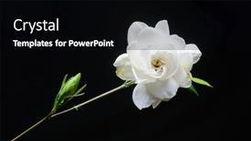  Presentation with stem - Slide deck enhanced with white-gardenia-with-stem background and a black colored foreground