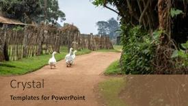  Presentation with geese - Theme featuring white-geese-walk-along background and a coral colored foreground