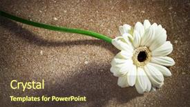  Presentation with marble - Amazing PPT layouts having white gerbera on a brown backdrop and a  colored foreground