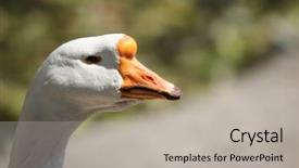  Presentation with sewing process close up - Cool new presentation with white goose close up backdrop and a light gray colored foreground