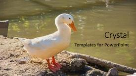  Presentation with water - Colorful slide deck enhanced with white goose near the water backdrop and a coral colored foreground