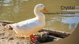  Presentation with lotus flower white water lily - Audience pleasing PPT layouts consisting of white goose near the water backdrop and a coral colored foreground
