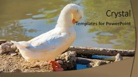  Presentation with water - Colorful PPT theme enhanced with white goose near the water backdrop and a coral colored foreground