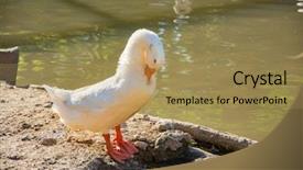  Presentation with lotus flower white water lily - PPT theme featuring white goose near the water background and a yellow colored foreground