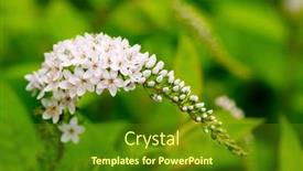  Presentation with summer flowers - Amazing presentation theme having white-gooseneck-loosestrife-flowers backdrop and a tawny brown colored foreground