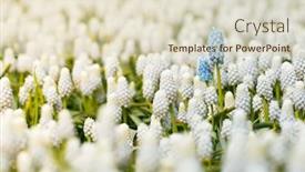  Presentation with grape - Colorful presentation enhanced with white-grape-hyacinth-with-couple backdrop and a lemonade colored foreground