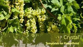  Presentation with grape - PPT layouts featuring white-grape-in-jarnac-poitou background and a tawny brown colored foreground