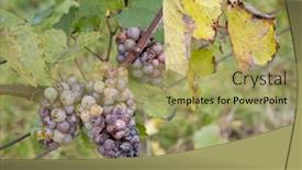  Presentation with mold - Presentation design having white-grapes-infested-with-rot background and a yellow colored foreground
